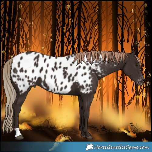 Horse Color:Liver Chestnut Near Leopard 
