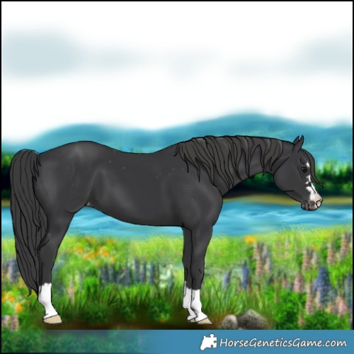 Horse Color:Black Varnish