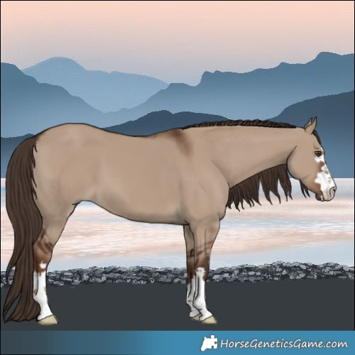 Horse Color:Liver Red Dun