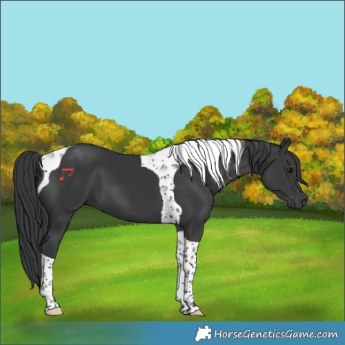 Horse Color:Black Tobiano 