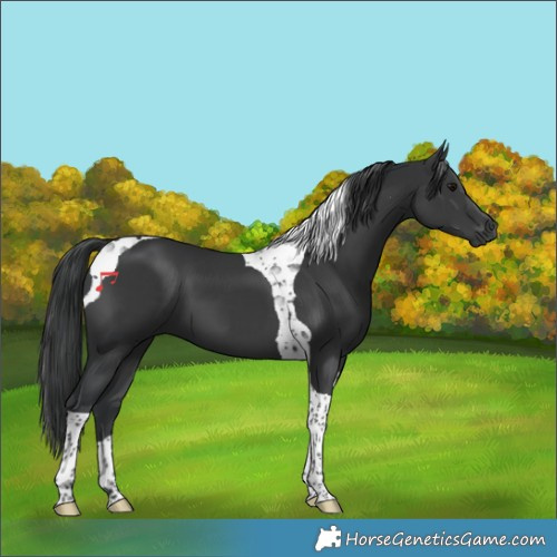 Horse Color:Black Tobiano 