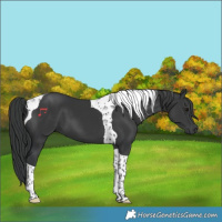 Horse Color:Black Tobiano