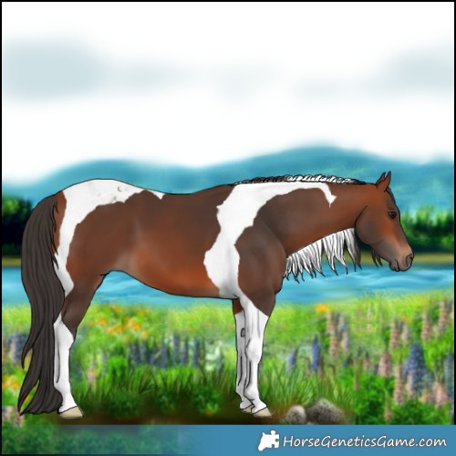 Horse Color:Bay Tobiano