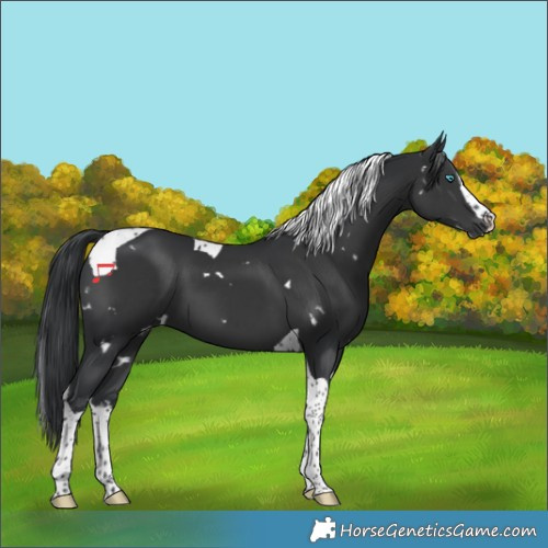Horse Color:White Spotted Black Splash Tobiano 
