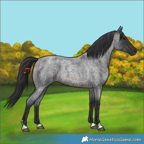 Horse Color:Brown Roan 