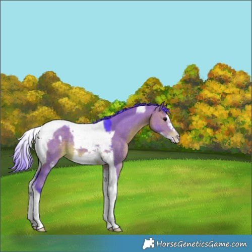 Horse Color:Watercolor Chocolate Brown Dun Tobiano Frame Appaloosa Rabicano 