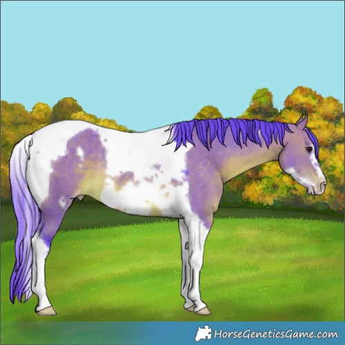 Horse Color:Watercolor Chocolate Brown Dun Tobiano Frame Appaloosa Rabicano 
