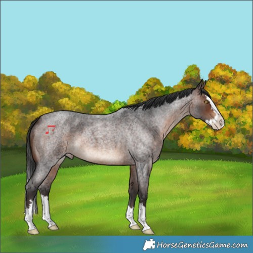 Horse Color:Brown Roan Splash