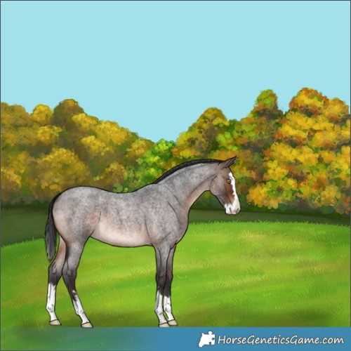 Horse Color:Brown Roan Splash 