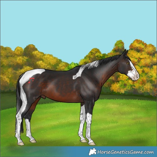 Horse Color:Brown Splash Tobiano