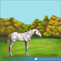 Horse Color:Chestnut Near Leopard 