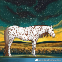 Horse Color:Chestnut Near Leopard 