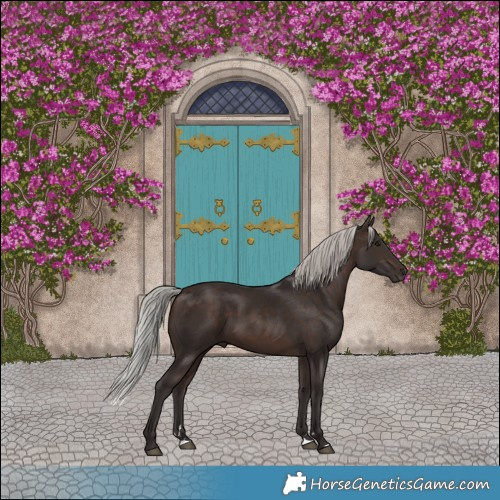 Horse Color:Silver Brown Rabicano 