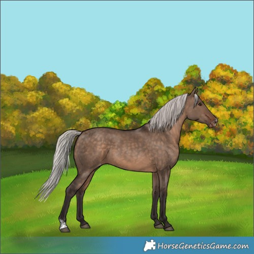 Horse Color:Silver Brown Dun Sabino Appaloosa 