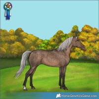 Horse Color:Silver Brown Dun Sabino Appaloosa