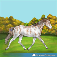 Horse Color:Chestnut Sabino