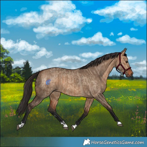 Horse Color:Bay Dun  and Bay Dun 