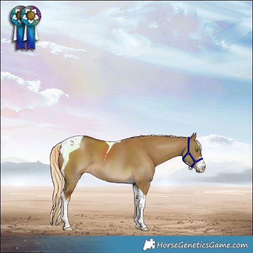 Horse Color:Chocolate Palomino Dun Sabino Tobiano 