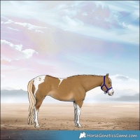 Horse Color:Chocolate Palomino Dun Sabino Tobiano