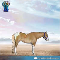 Horse Color:Chocolate Palomino Dun Sabino Tobiano 