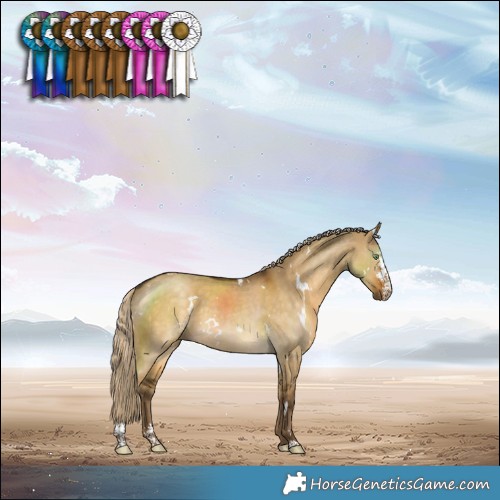 Horse Color:White Spotted Chocolate Palomino Dun Sabino 
