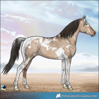 Horse Color:White Spotted Liver Red Dun Tobiano Rabicano