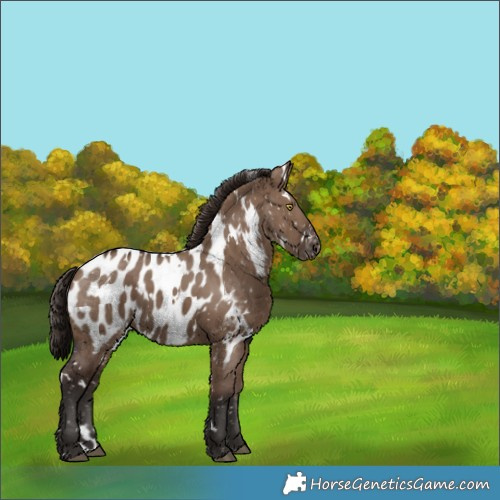 Horse Color:White Spotted Liver Red Dun Appaloosa 