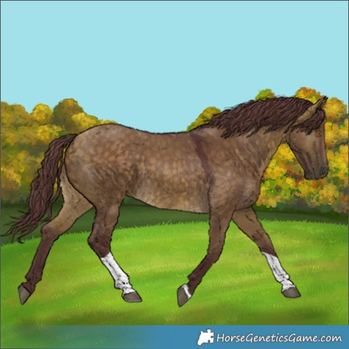 Horse Color:Chocolate Buckskin Dun Tobiano 