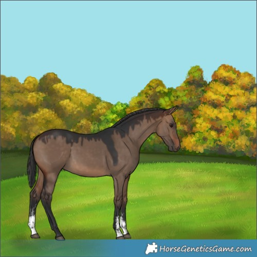 Horse Color:Brown Dun Sabino 