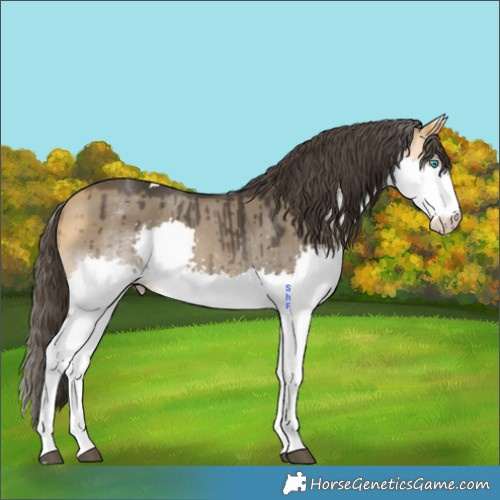 Horse Color:White Spotted Buckskin Dun Splash Tobiano Brindle