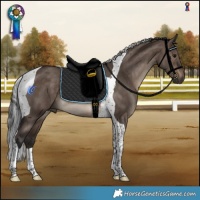 Horse Color:Brown Dun Tobiano Rabicano 