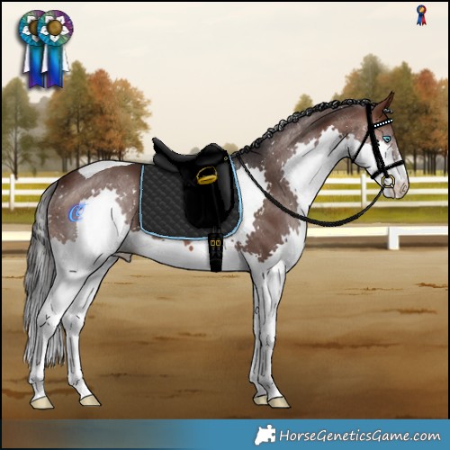 Horse Color:Brown Splash Tobiano 