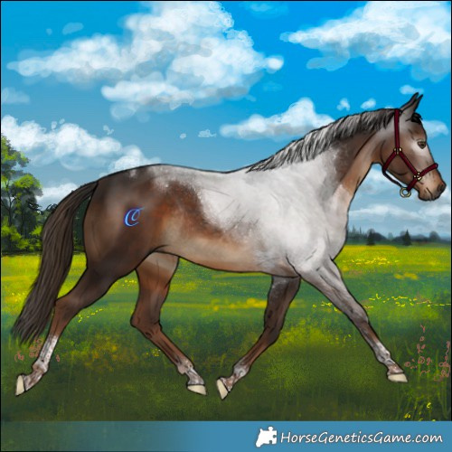 Horse Color:Gray Liver Chestnut Tobiano Rabicano