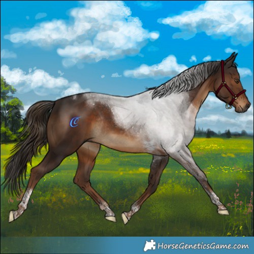 Horse Color:Gray Liver Chestnut Tobiano Rabicano 