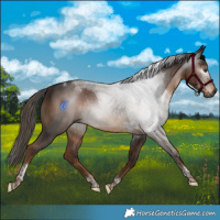 Horse Color:Gray Liver Chestnut Tobiano Rabicano 