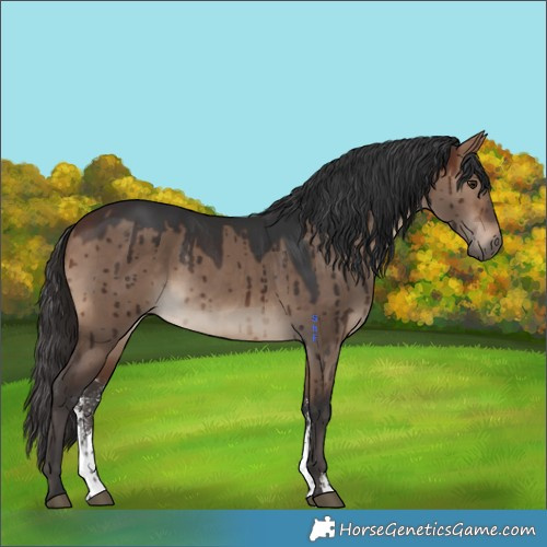 Horse Color:Brown Dun Sabino Brindle 