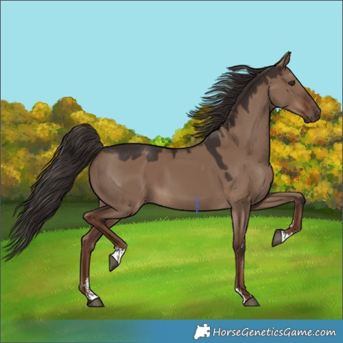 Horse Color:Liver Red Dun Sabino 