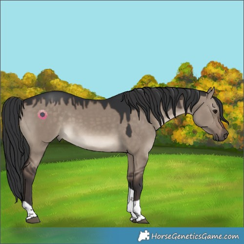 Horse Color:Brown Dun Tobiano 