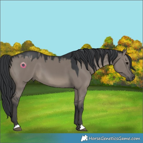 Horse Color:Grullo 