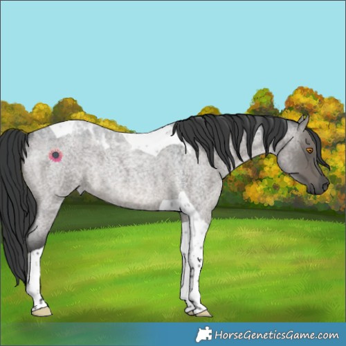 Horse Color:Grullo Roan Tobiano Rabicano