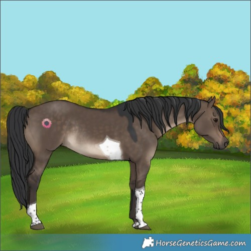 Horse Color:Brown Dun Tobiano Rabicano 