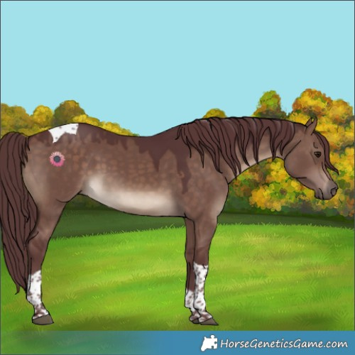 Horse Color:Chocolate Brown Dun Tobiano
