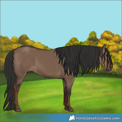 Horse Color:Liver Red Dun Rabicano 