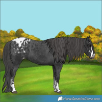 Horse Color:Black Appaloosa