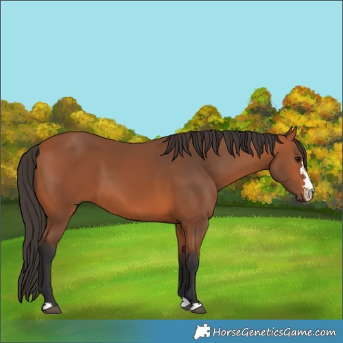 Horse Color:Bay 