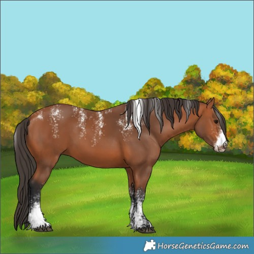 Horse Color:Powder White Bay 