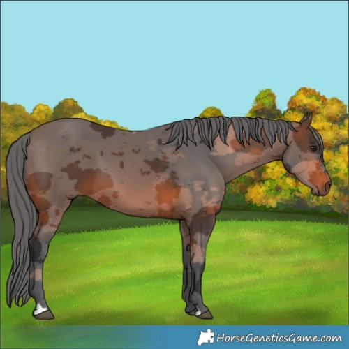 Horse Color:Brown Merle 
