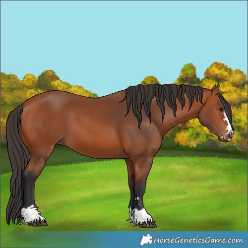 Horse Color:Bay 