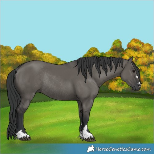Horse Color:Grullo Rabicano 