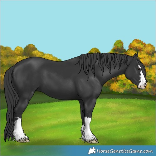 Horse Color:Black 